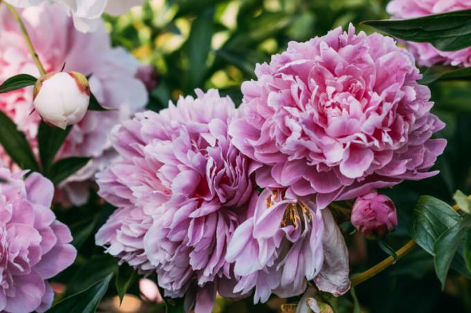 Pæoner i fra oktober til november: The Secrets of plantning, pleje og formering