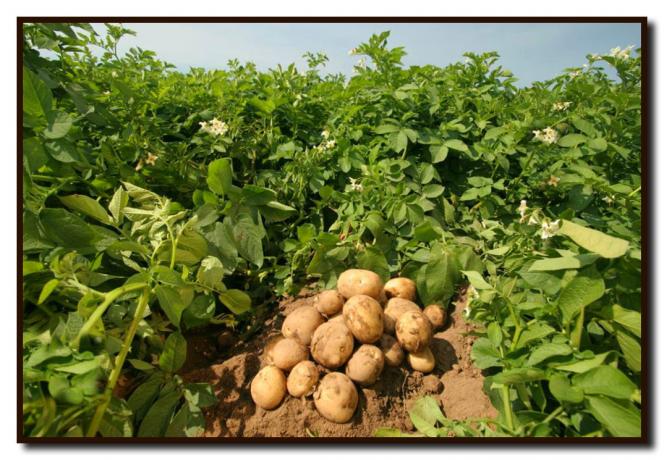 Hvordan man kan opnå en rekordhøst af kartofler på sin jord for en kort tid