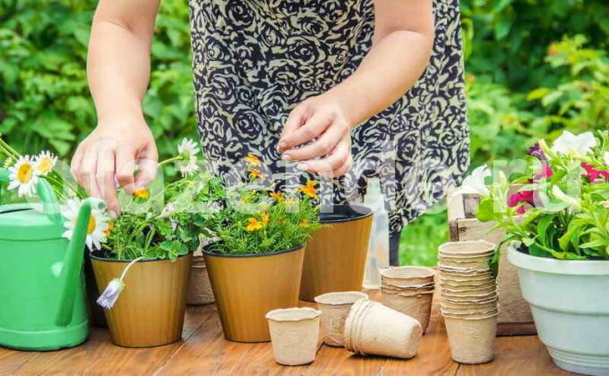 Gødskning og pleje af stueplanter