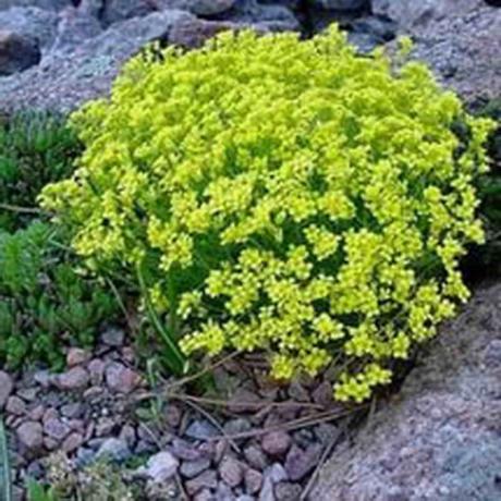 Vinter-hårdfør plante med mørke-gule blomster