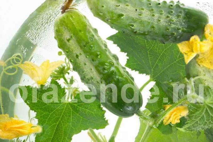 Hvorfor snoet blade af agurk? Illustration til en artikel bruges til en standard licens © ofazende.ru