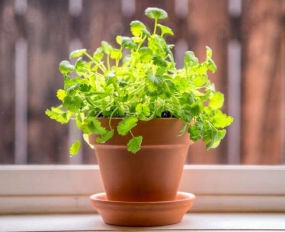 Hvordan du hurtigt og korrekt at dyrke koriander på en vindueskarm. Trinvis guide