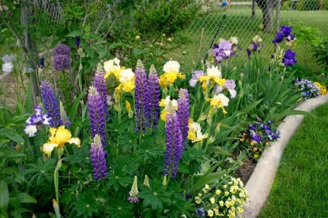 Kombinationen af ​​iris med andre farver
