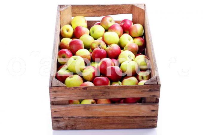 Holde æbler. Illustration til en artikel bruges til en standard licens © ofazende.ru