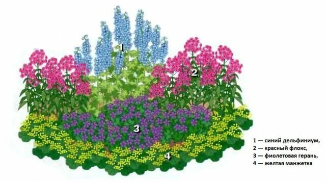 Flot blomsterhave "for dovne" 4 af stauder pryder enhver have. Diagram, beskrivelse og foto