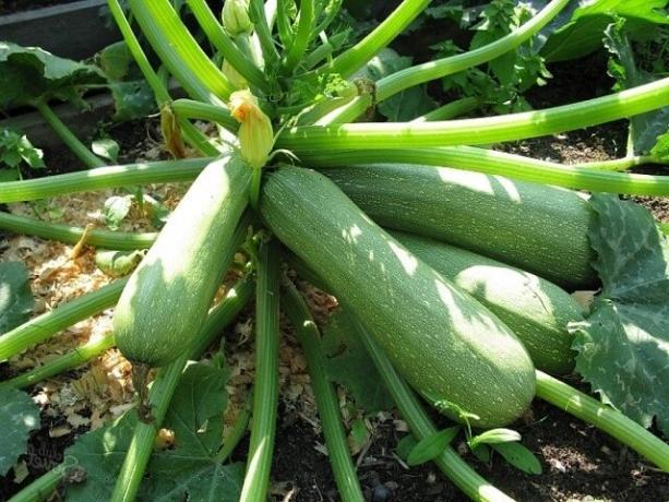 Mine hemmeligheder til en rig høst af zucchini