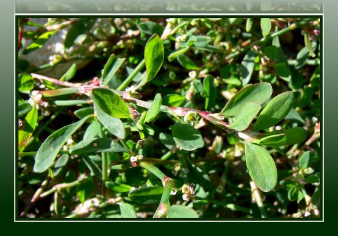 Knotweed - Weed Herb & Natural Healer - Gratis apotek under dine fødder