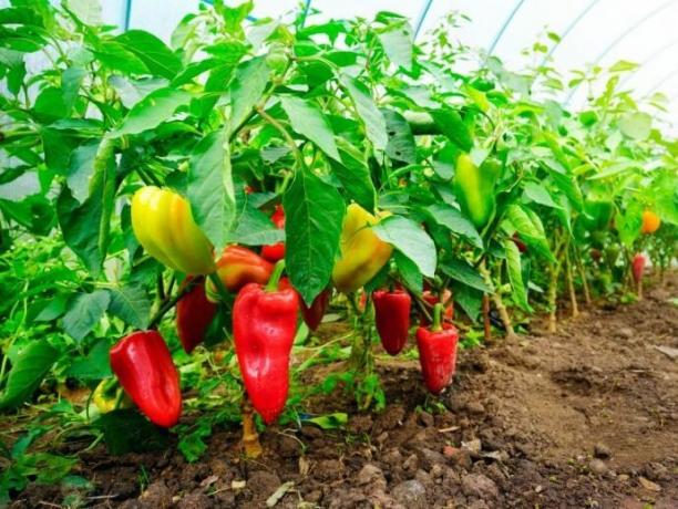 Sød peber - min hemmeligheder plantning og voksende