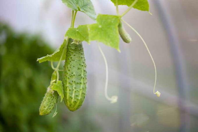 Tricks pleje agurker i drivhuset
