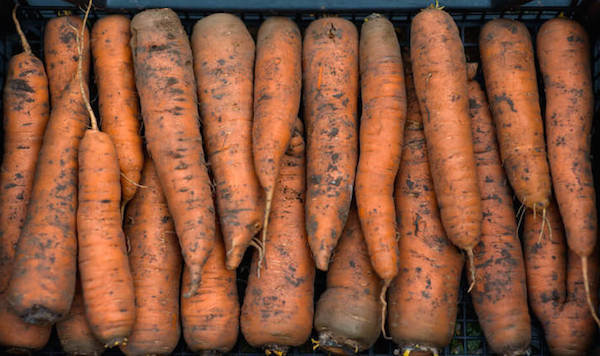 5 fejl ved lagring af gulerødder: hvordan man ikke skal miste høsten
