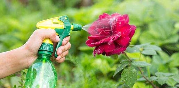 Folks opskrift, der hjalp befri rosenbuske fra bladlus