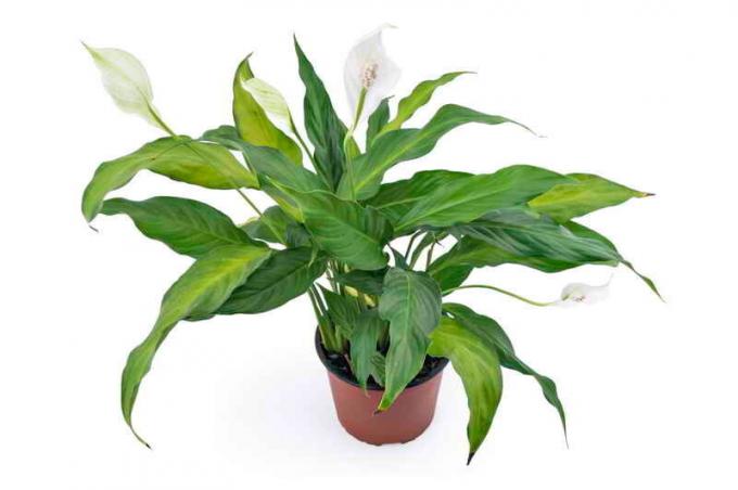 Spathiphyllum blomstrer. Illustration til en artikel bruges til en standard licens © ofazende.ru