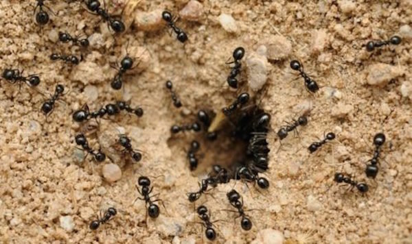 Myrer give mange fordele til haven. Ingen grund til at ødelægge dem