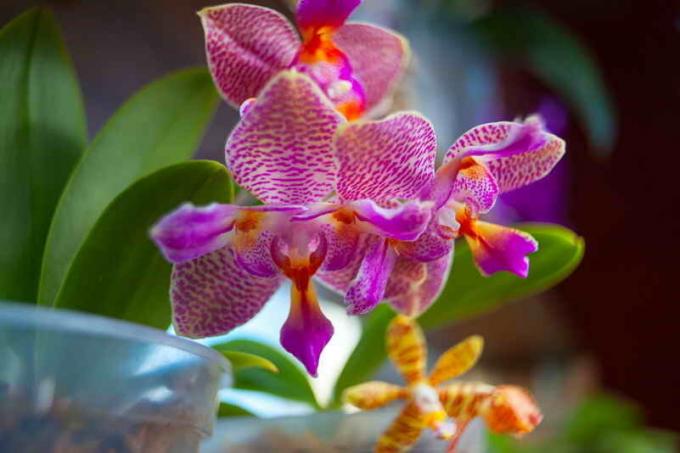 Brintoverilte - en af ​​de bedste gødning for orkideer