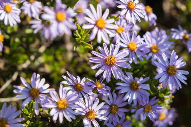 Blå blomsterstande (Foto bruges under standard licens © ofazende.ru)
