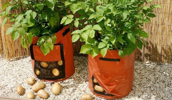 Plantning kartofler i poser: en ny teknologi eller spild af tid?