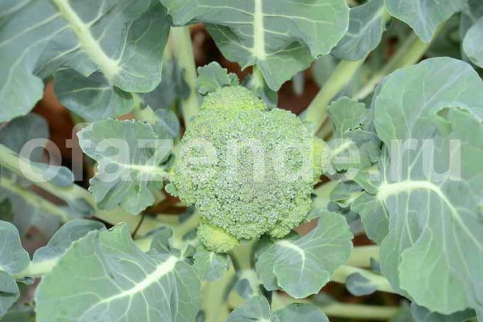 Voksende broccoli. Illustration til en artikel bruges til en standard licens © ofazende.ru