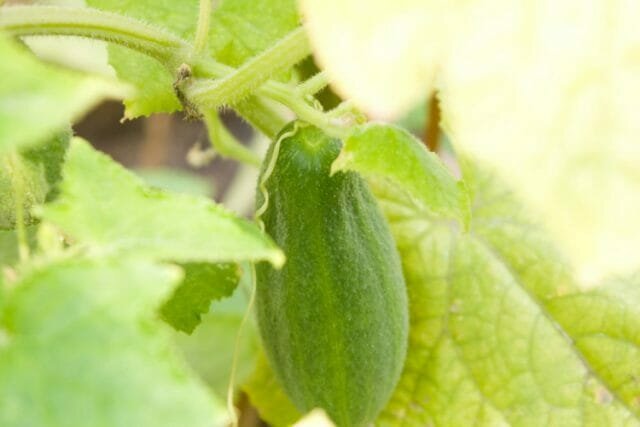 Hvorfor kurver agurker vokser: de mulige årsager, måder at løse problemer og anbefalinger