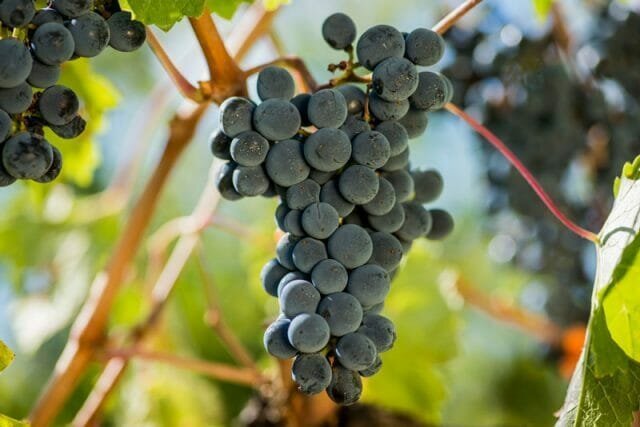 Grape nektar er forberedt hjemme og i vingården, skal være velsmagende og duftende