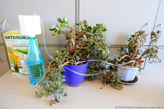 Automatisk vanding af indendørs planter