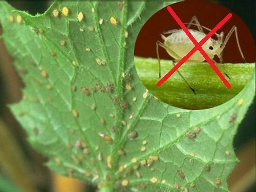 Hvordan slipper jeg af bladlus i haven og haven. En simpel opskrift uden kemikalier