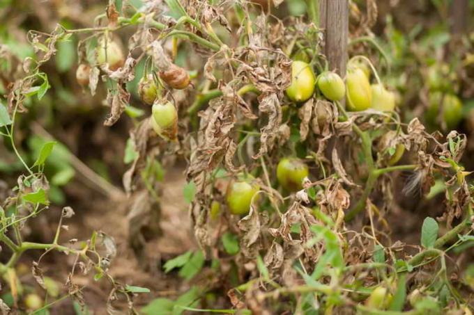 Sygdom af tomater i drivhuse
