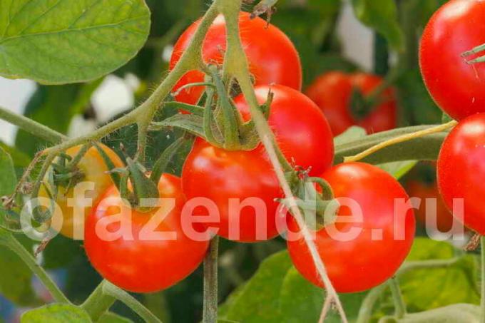 Tomater på en gren. Illustration til en artikel bruges til en standard licens © ofazende.ru
