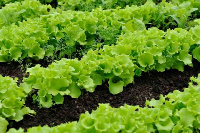 Til plantning af salat valgt godt ventileret og tændte sted. Illustration til en artikel bruges til en standard licens © ofazende.ru