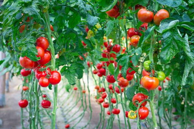 Modne tomater. Illustration til en artikel bruges til en standard licens © ofazende.ru