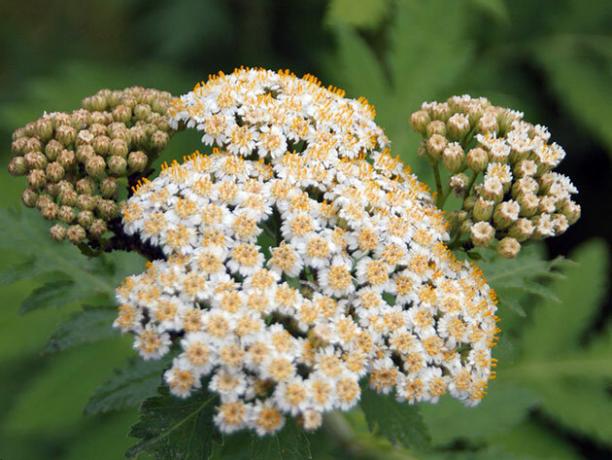 Små hvide blomster med gylden-gul skær