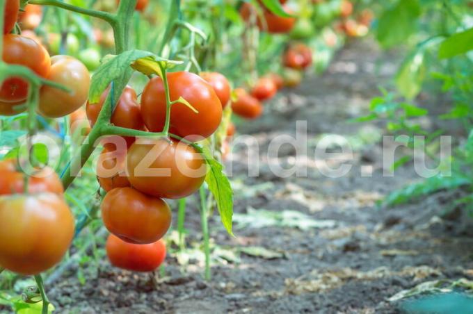 De mest almindelige sorter af røde tomater