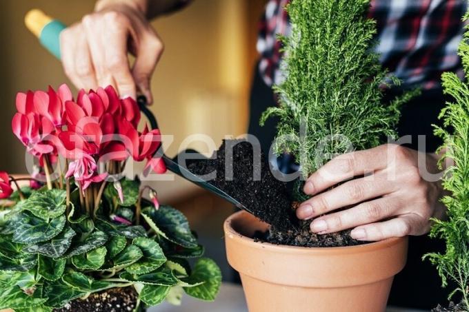 Pleje af planter. Illustration til en artikel bruges til en standard licens © ofazende.ru