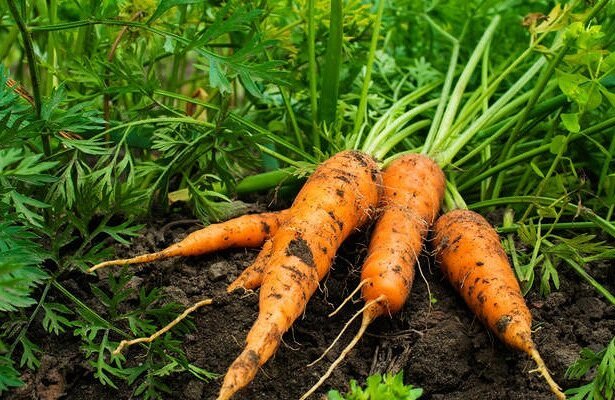 Tips om dyrkning og opbevaring af gulerødder