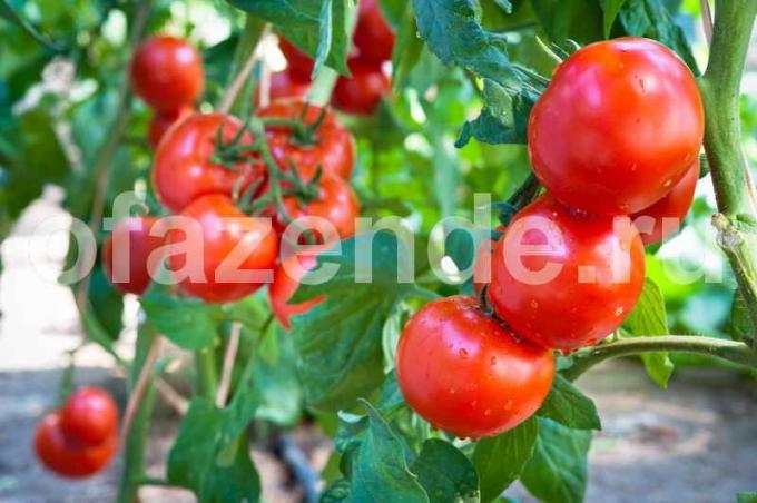 Voksende tomater. Illustration til en artikel bruges til en standard licens © ofazende.ru
