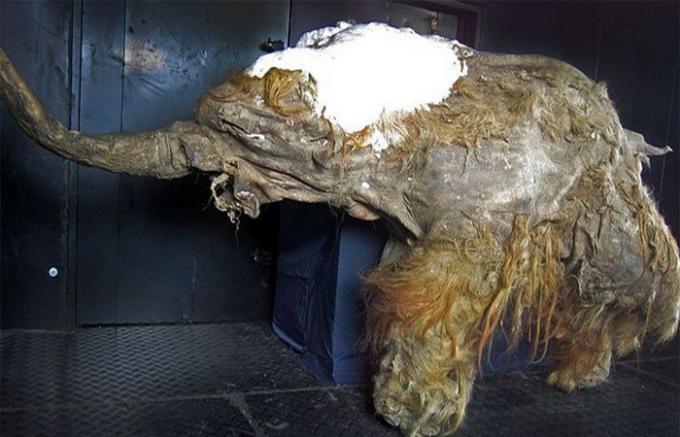 Mummy af en mammut.