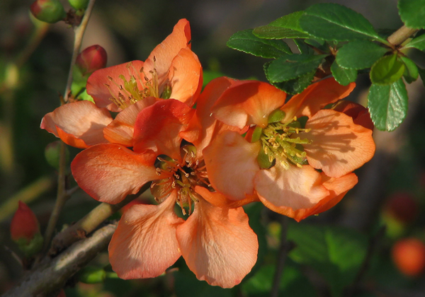 Japanske Quince (Chaenomeles vidunderlige)