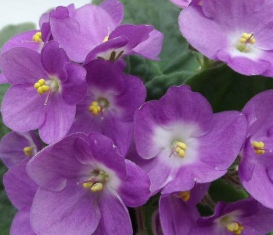 Nikkende opblomstringer af violer - viden og ordentlig pleje