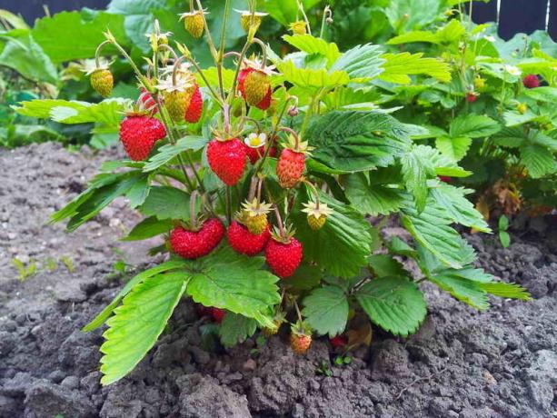Sådan plante jordbær - 4 plantning metode