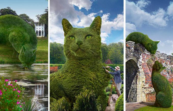 Katte i den engelske park: Hvorfor de enorme beskåret buske vakte opsigt på internettet