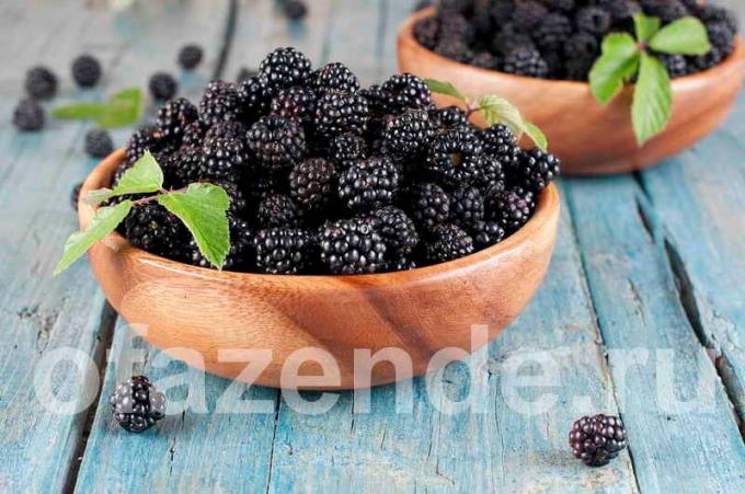 Blackberry til din have: typer, beskrivelse og dyrkning