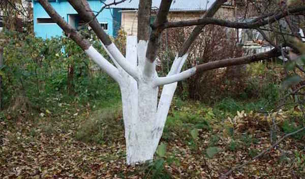 En procedure, der hjælper frugttræer nemmere at overleve vinteren