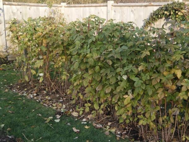 Effektiv middel mod hoste, som kan findes i efteråret i sin have