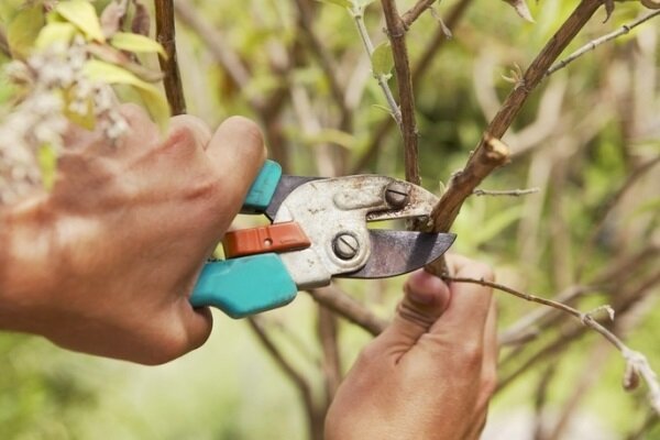 Når du har brug for at skære frugttræer