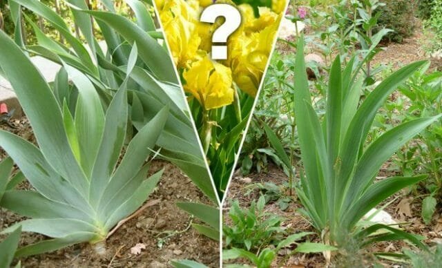 Hvorfor ikke blomstre iris? For at undersøge årsagen og forstå hvad de skal gøre
