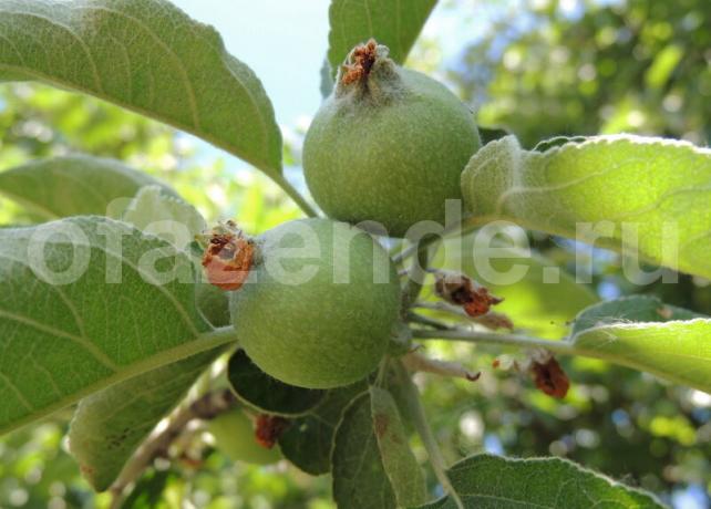 Ovarieceller æbler på en gren. Illustration til en artikel bruges til en standard licens © ofazende.ru