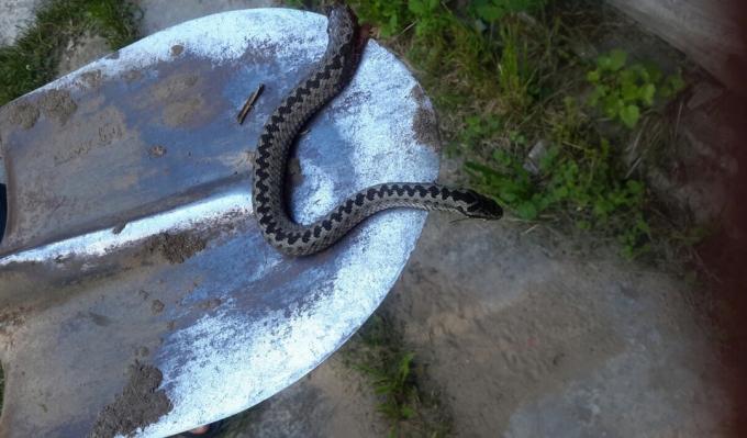 I kompost pit blev fik en slange: hvad man skal gøre?