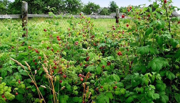 At komme af med den tilgroede med hindbær i haven uden herbicider og kemikalier