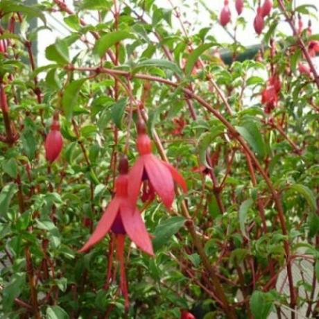 Kraftig plante med brede mørke-Crimson bægerblade