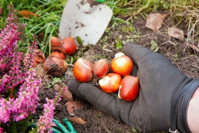 Vi graver og hvordan man opbevarer de løg af tulipaner, hyacinter, påskeliljer, krokus