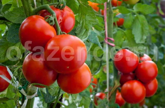 Modne tomater. Illustration til en artikel bruges til en standard licens © ofazende.ru